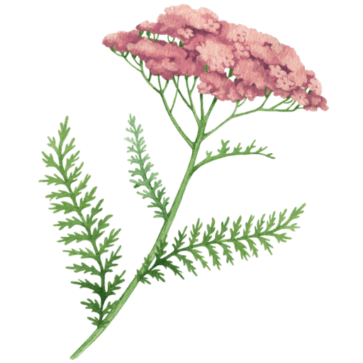 WildlyRooted